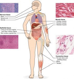 types of tissue acupuncture can help heal