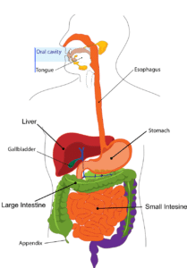 liver daigram