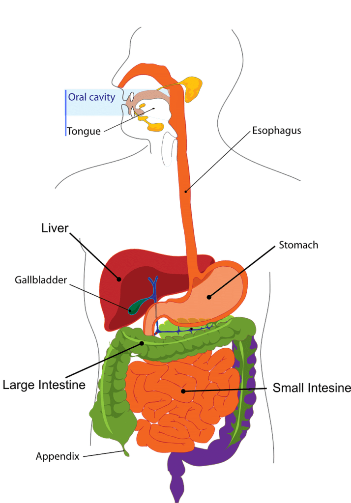 liver daigram