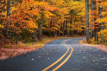 Trees changing colors during the fall (autumn)