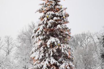 A decorated christmas tree in the snow.