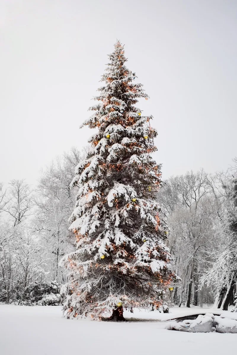 Acupuncture for Winter Immunity: Boosting Defenses Against Colds